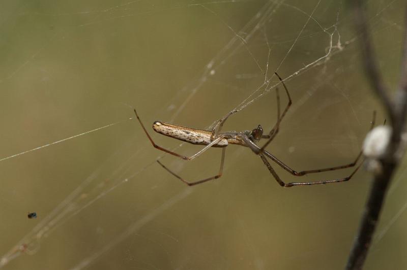 Tetragnatha_demissa_D4204_Z_84_Alexandra hills Brisbane_Australie.jpg